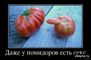 Даже у помидоров есть секс